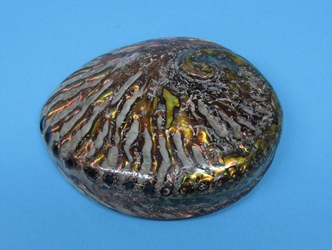 Dyed Copper Polished Medium African Abalone Shell: 13-14cm 